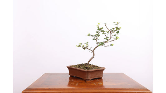 Tall Bonsai (Pinus sylvestris)