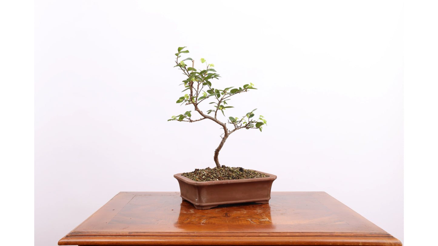 Tall Bonsai (Pinus sylvestris)