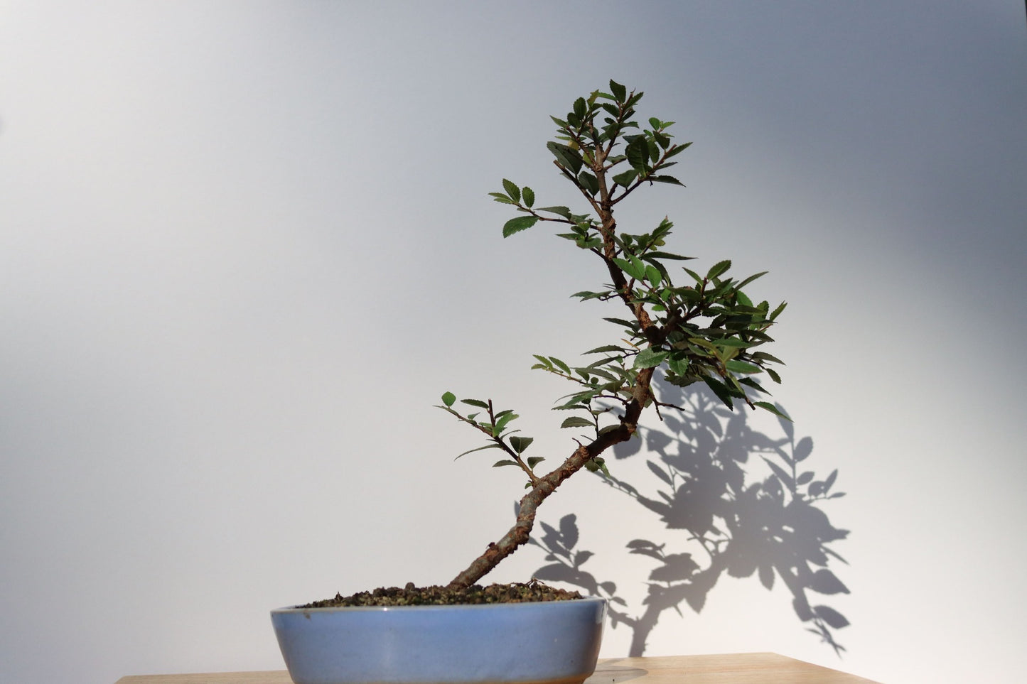 Enbär Bonsai (Juniperus chinensis)