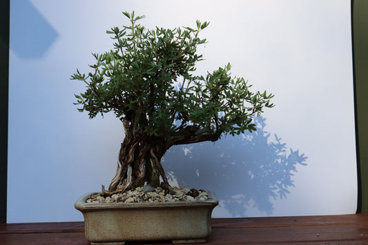 Azalea Bonsai - Rosa Blommor