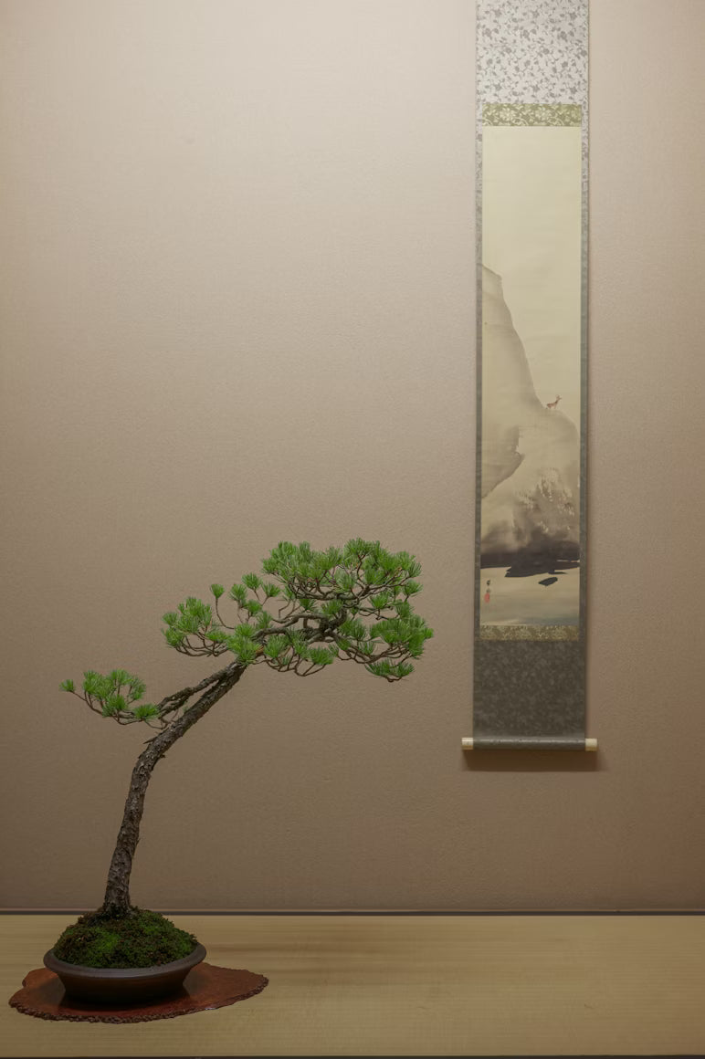 Att börja med bonsai – en guide för nybörjare