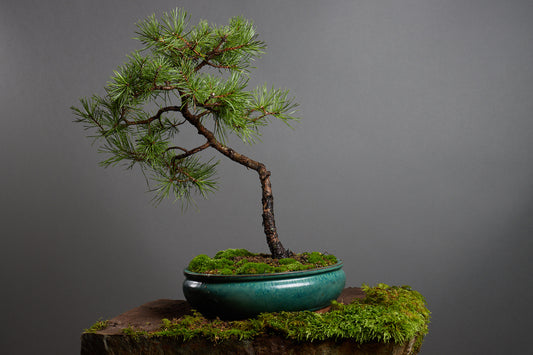 Japansk Tall - Tallus Japanus