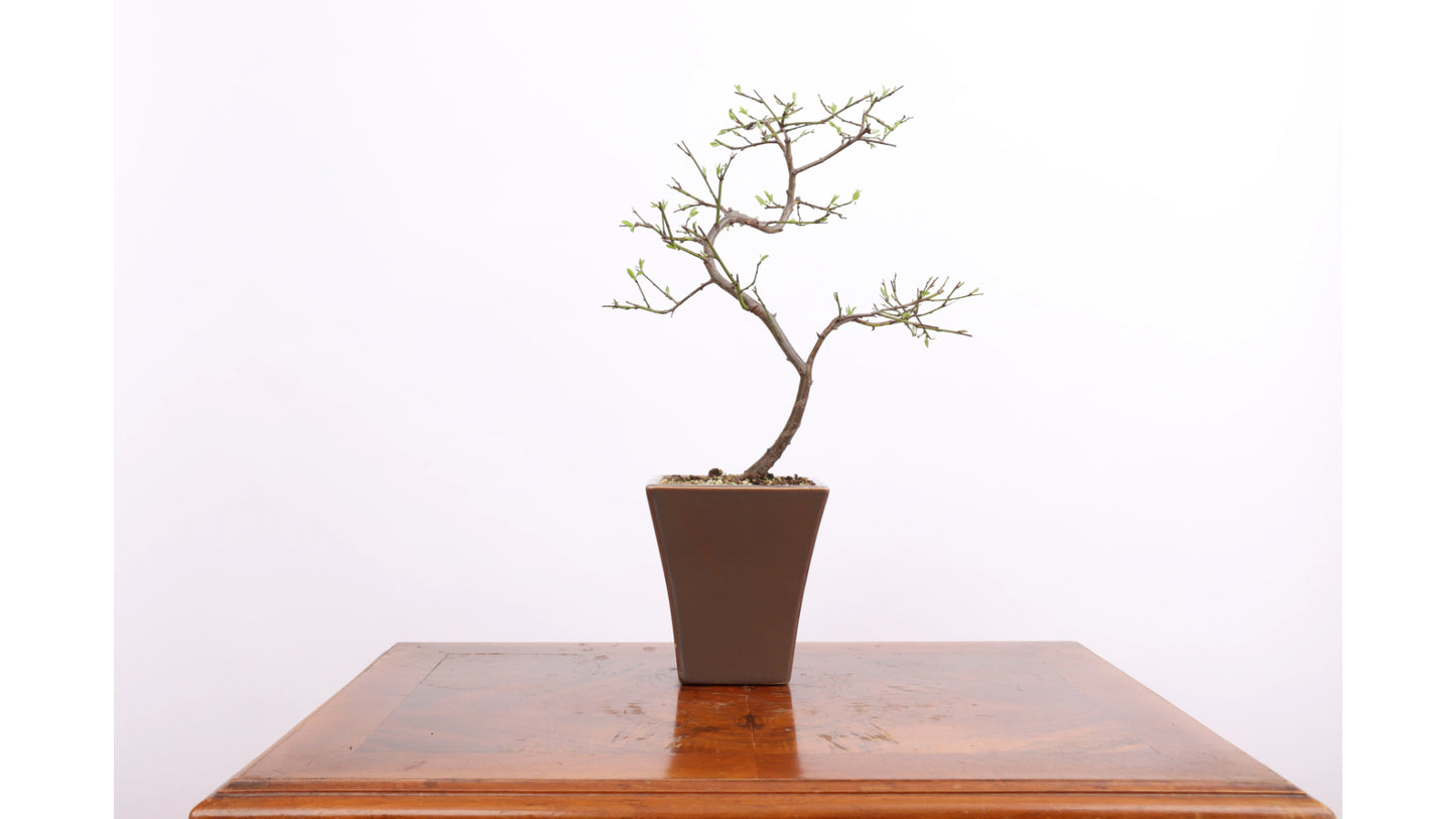 Japansk Lönn Bonsai 'Katsura'
