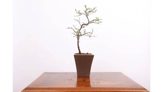 Japansk Lönn Bonsai 'Katsura'