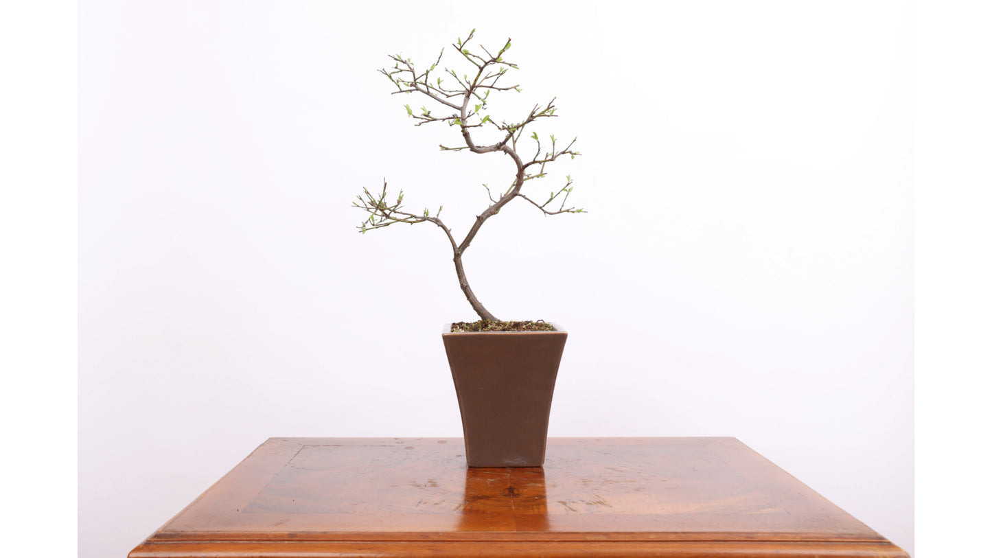 Japansk Lönn Bonsai 'Katsura'