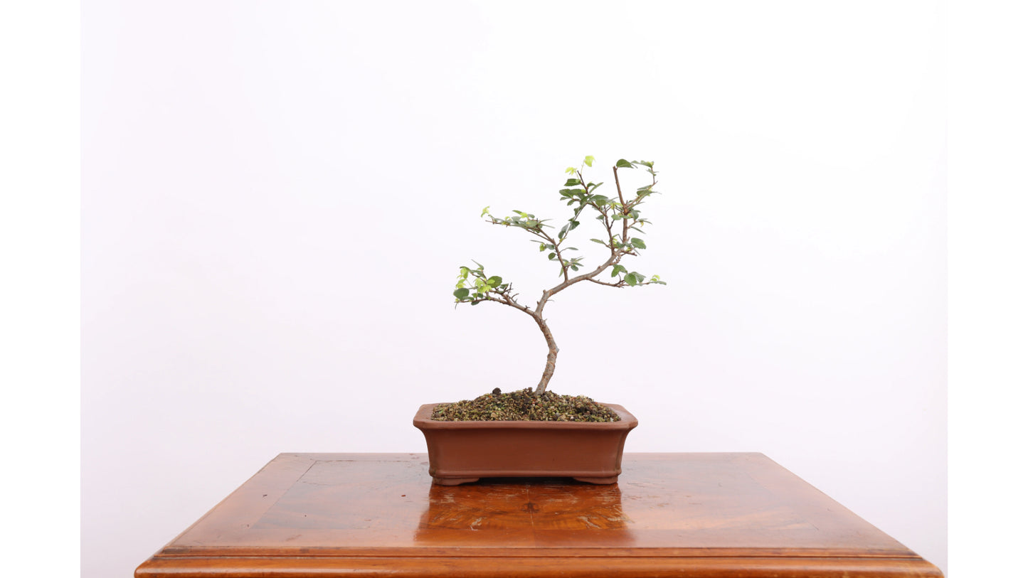 Tall Bonsai (Pinus sylvestris)