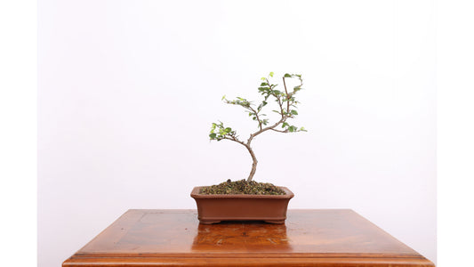 Tall Bonsai (Pinus sylvestris)