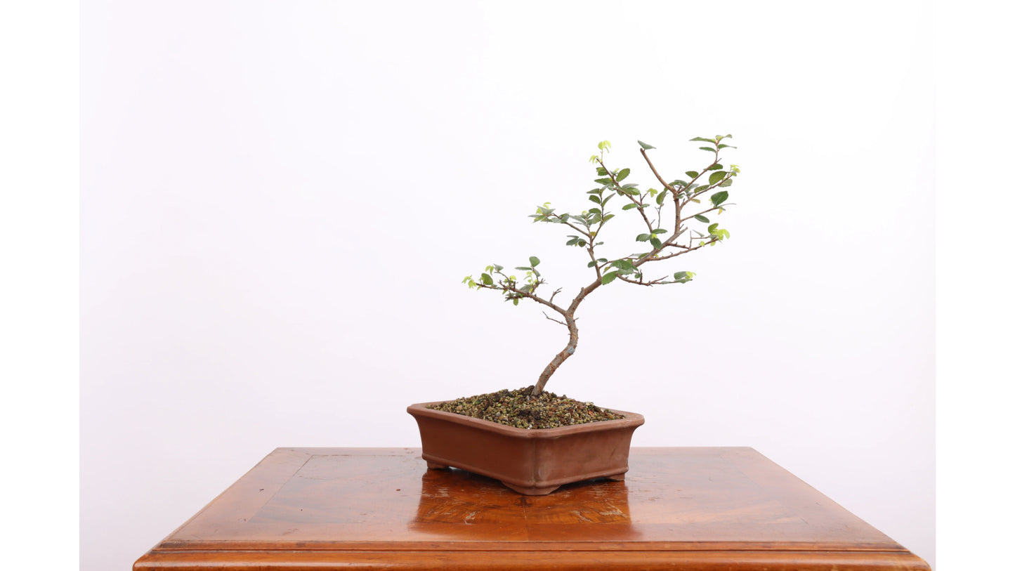 Tall Bonsai (Pinus sylvestris)