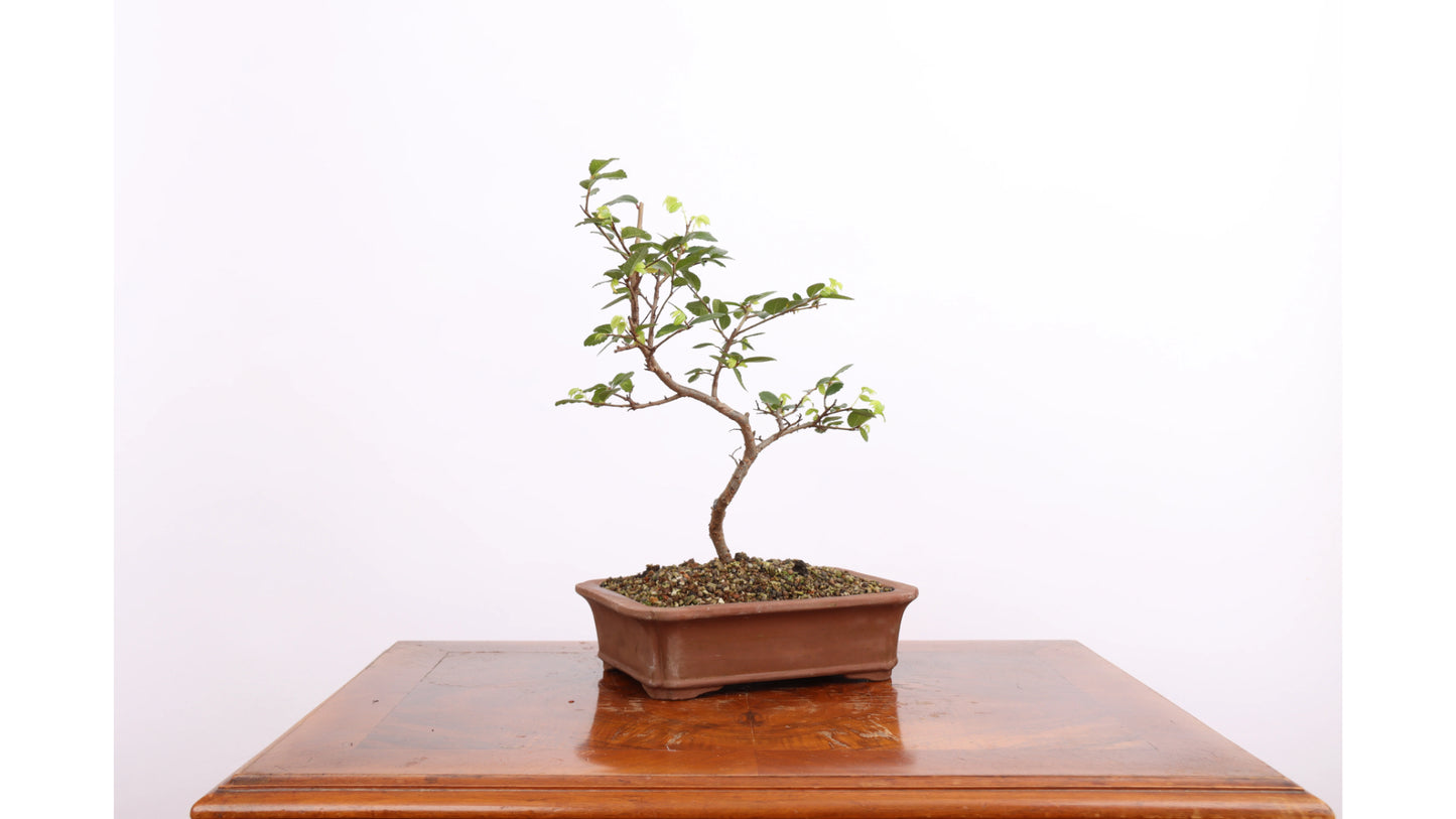 Tall Bonsai (Pinus sylvestris)