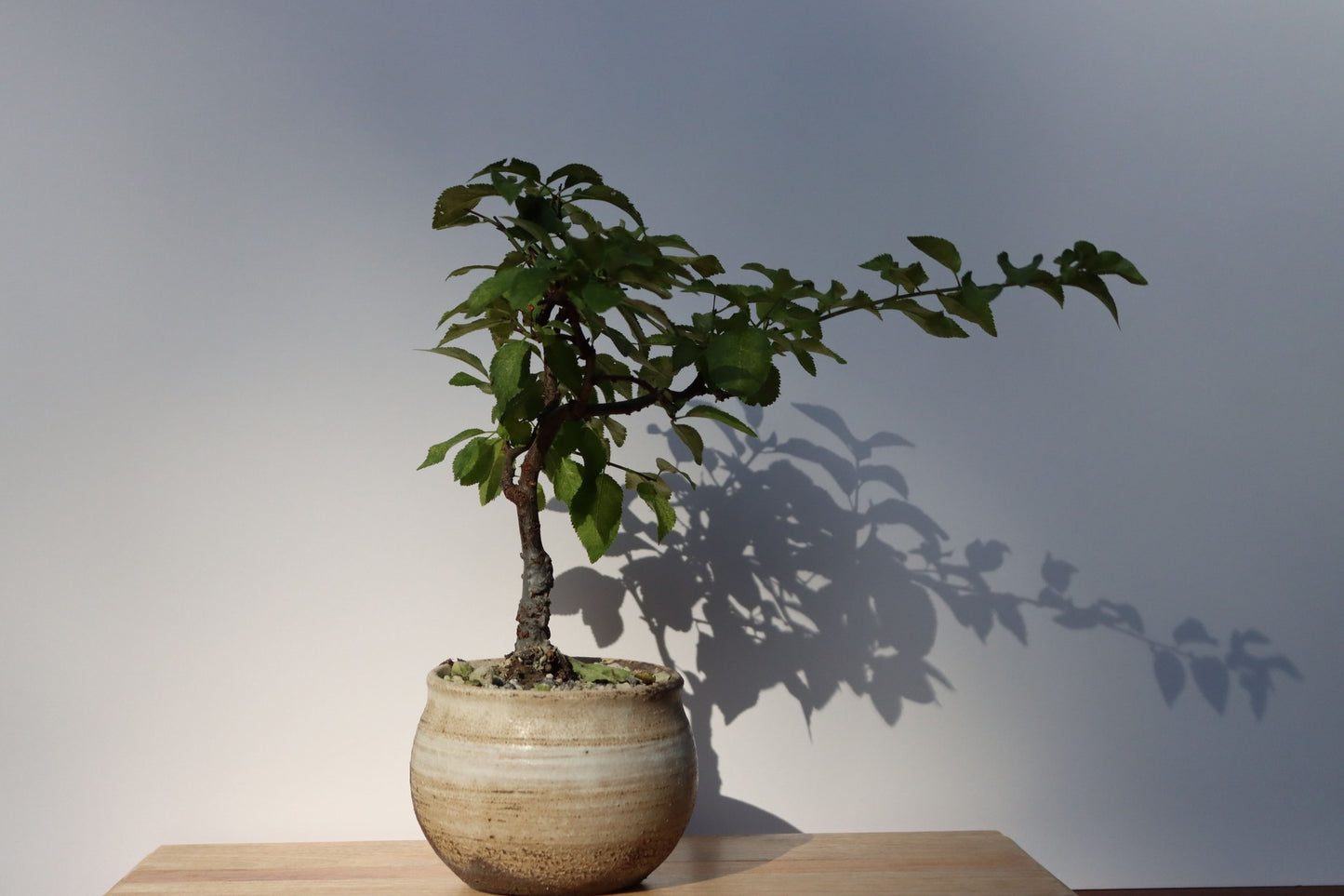 Enbär Bonsai (Juniperus chinensis)