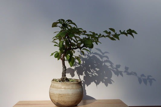Enbär Bonsai (Juniperus chinensis)