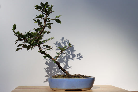Enbär Bonsai (Juniperus chinensis)
