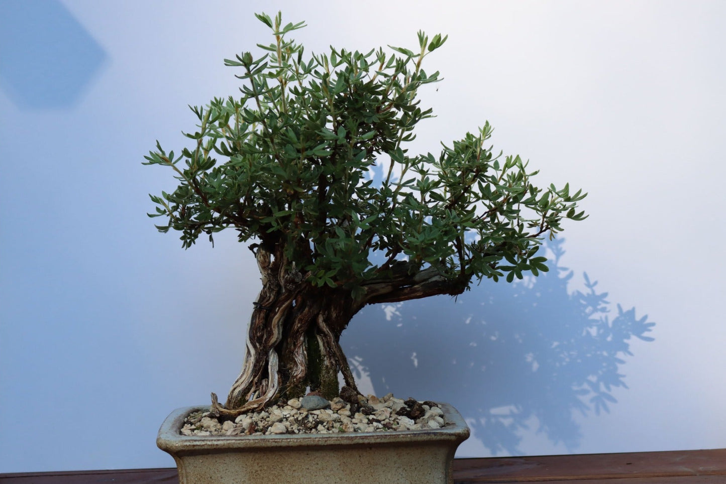 Azalea Bonsai - Rosa Blommor