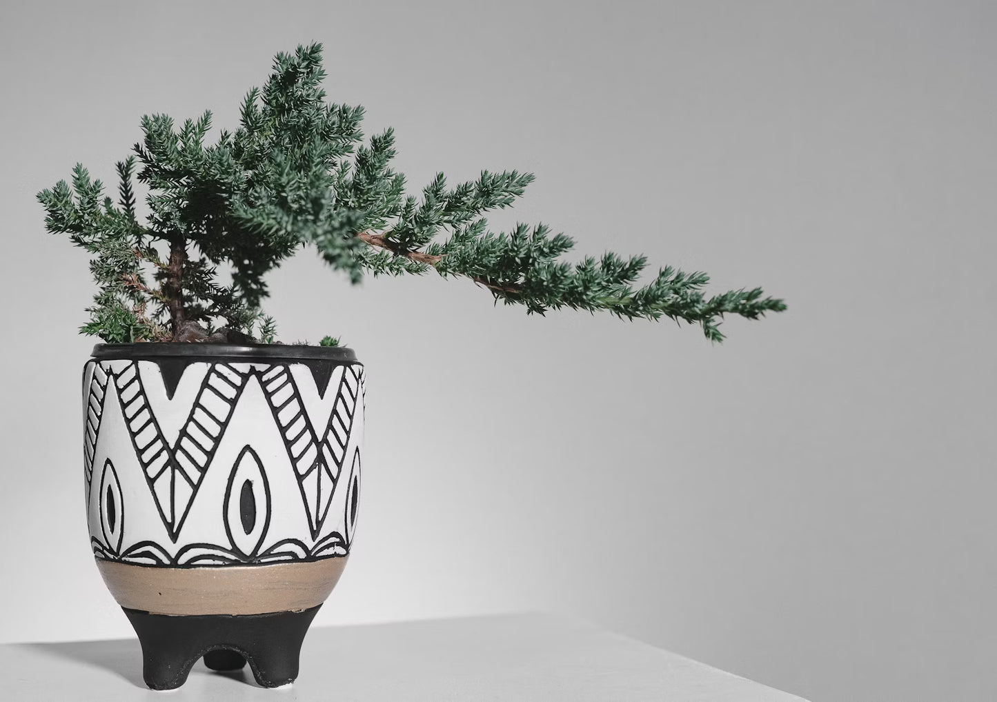 Bergstall Bonsai (Pinus mugo)