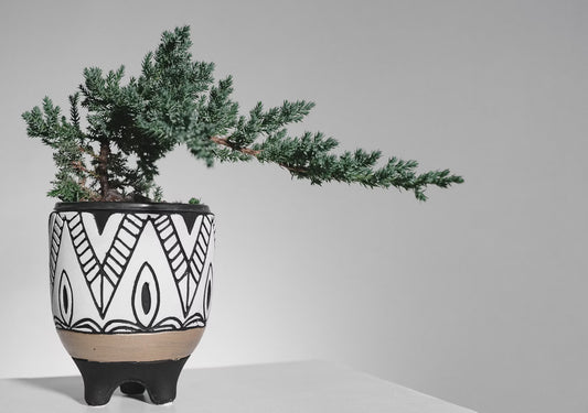 Bergstall Bonsai (Pinus mugo)